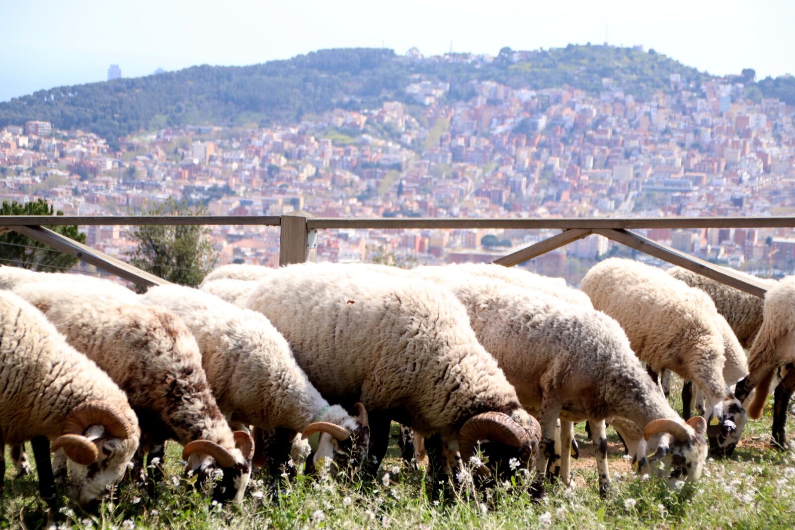 Ovejas pastando con Barcelona al fondo