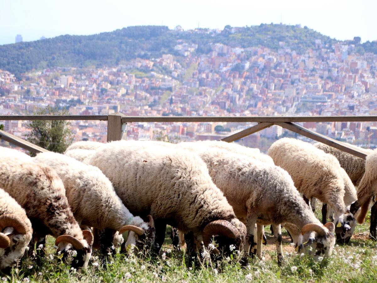 Ovejas y cabras pastando en Barcelona: berridos y cencerros contra los incendios