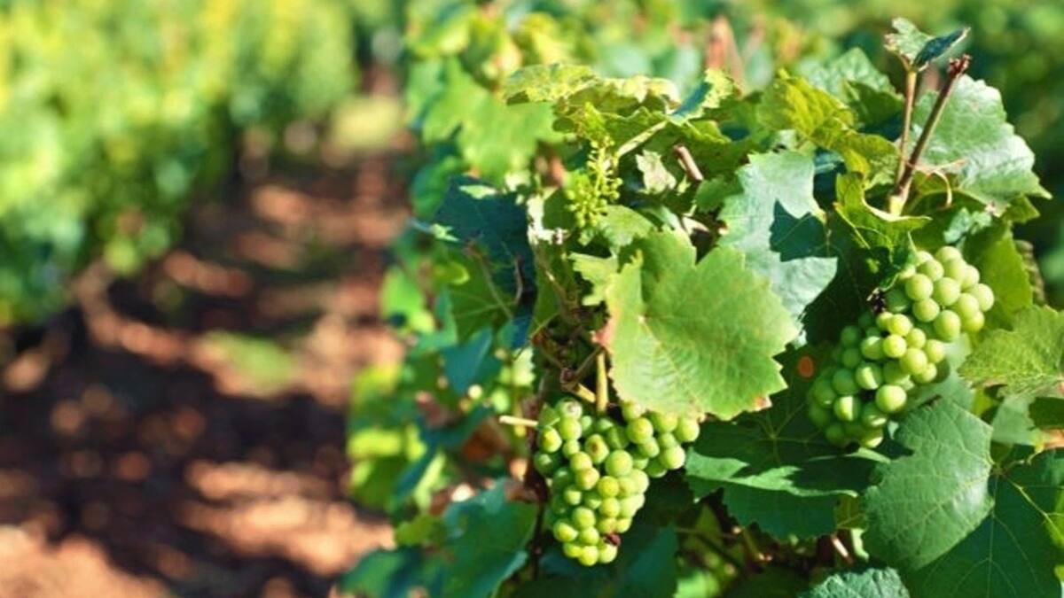 Los controles en las fronteras a veces no funcionan