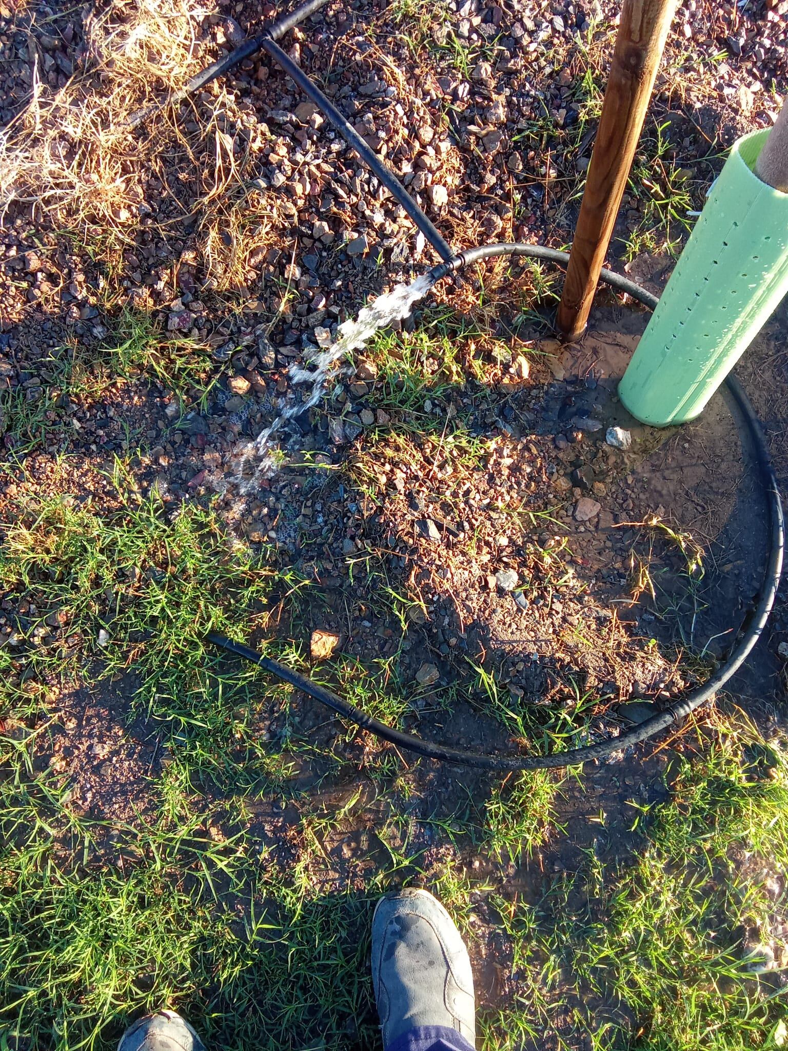 Vandalismo en zonas verdes de Águilas