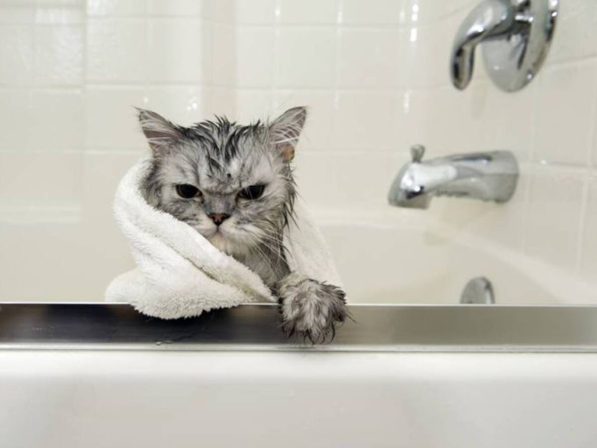 El 7 y 8 de abril se celebra en Ficoba la XIII Exposición Internacional Felina