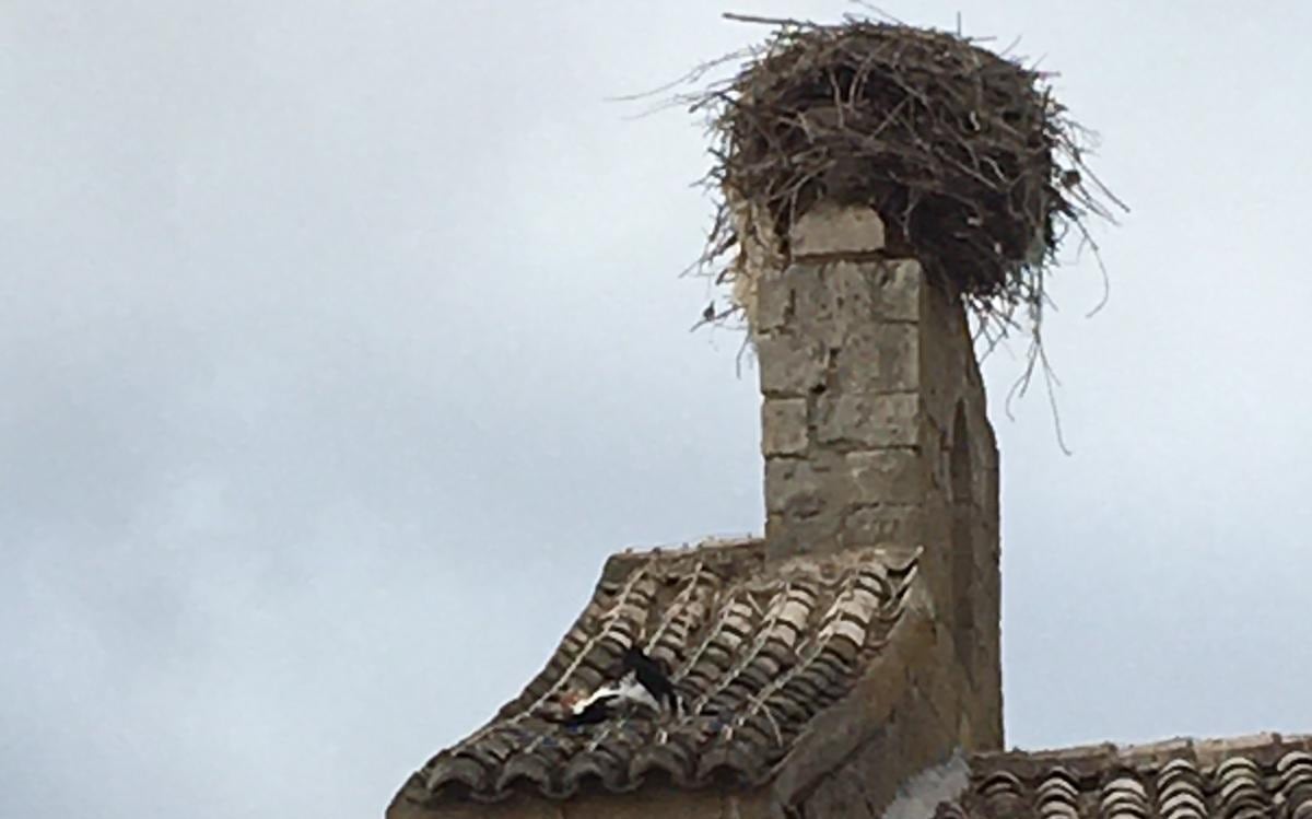 Imagen de donde quedó el pollo  de cigüeña blanca