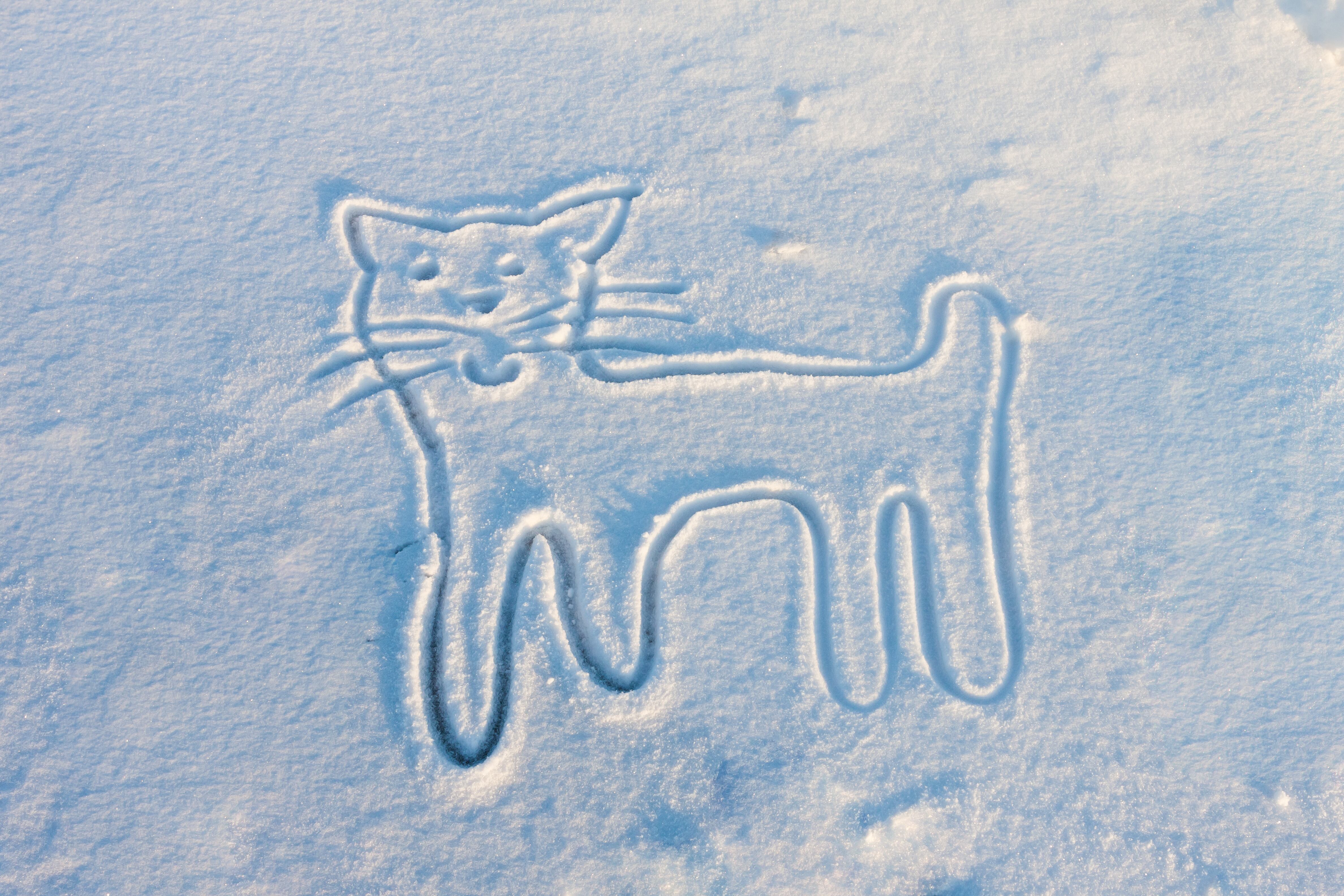 Dibujo de un gato en la nieve