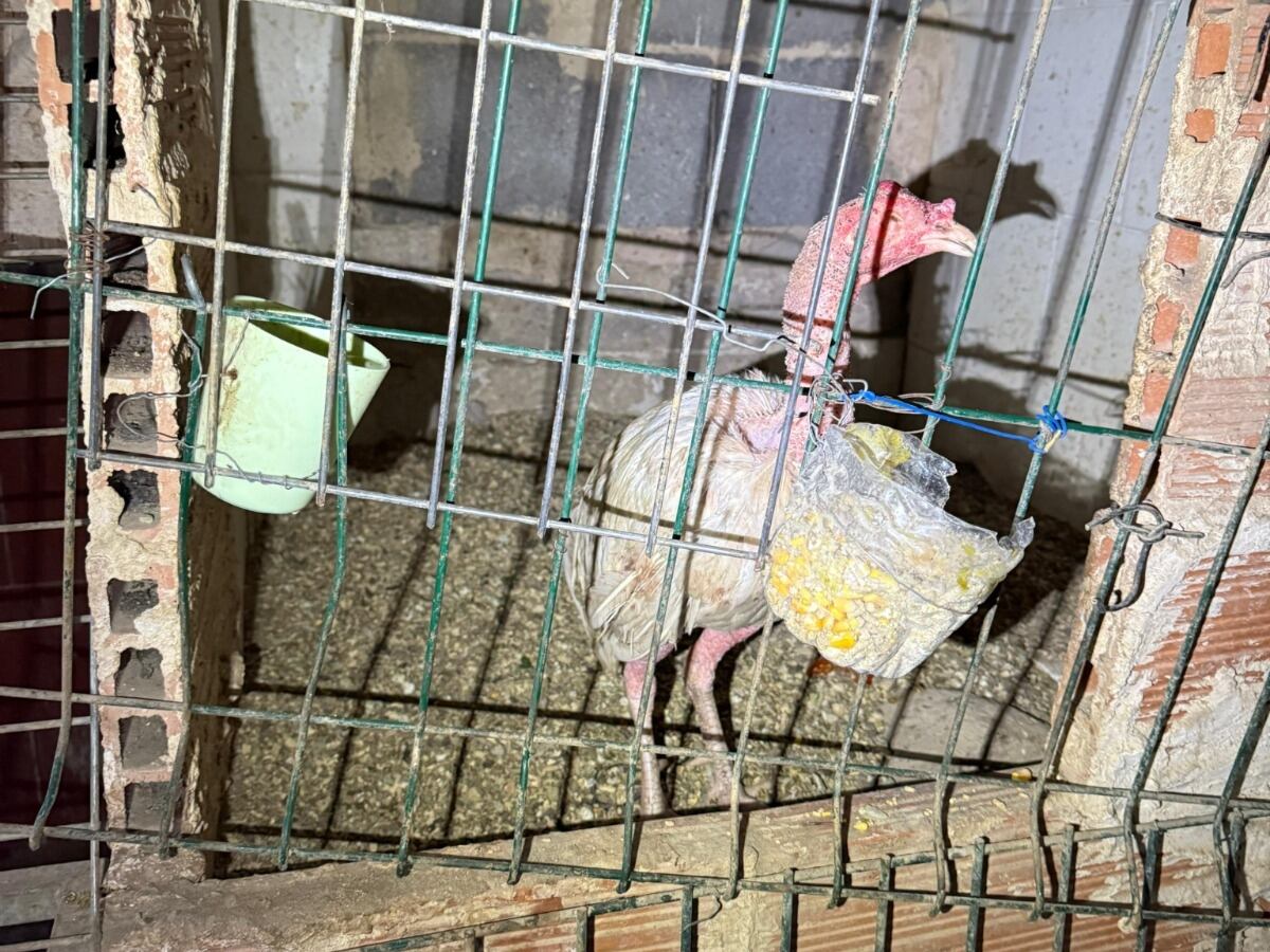 Uno de los gallos rescatados de un criadero en ruinas en el barrio de Natzaret, València.