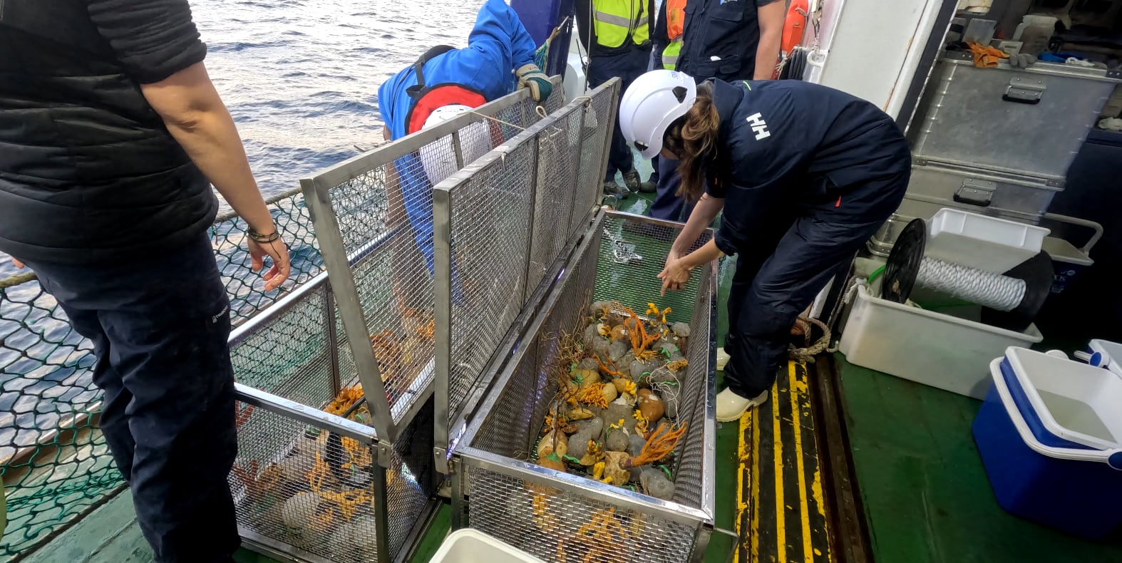 Científicos en el mar haciendo tareas de reintroducción / Fundación Biodiversidad