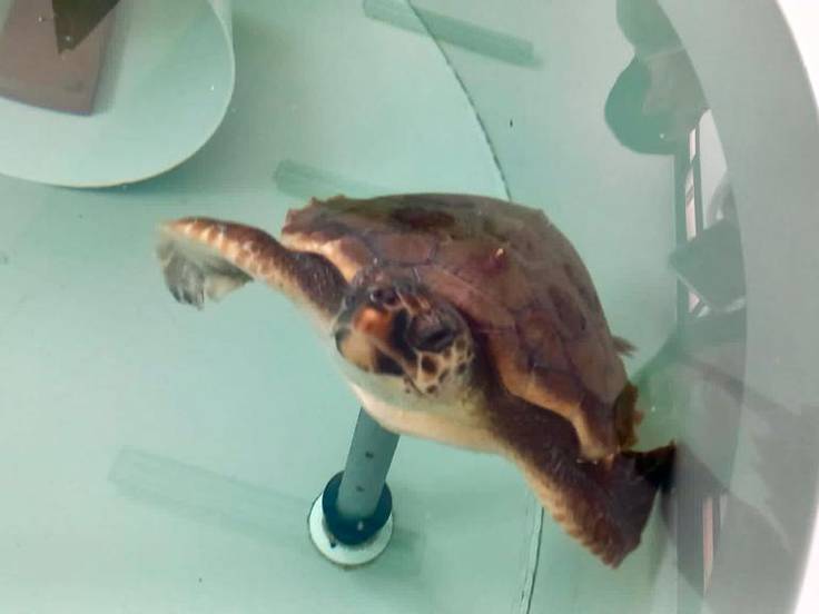 Animales tratados en el Cegma de Algeciras