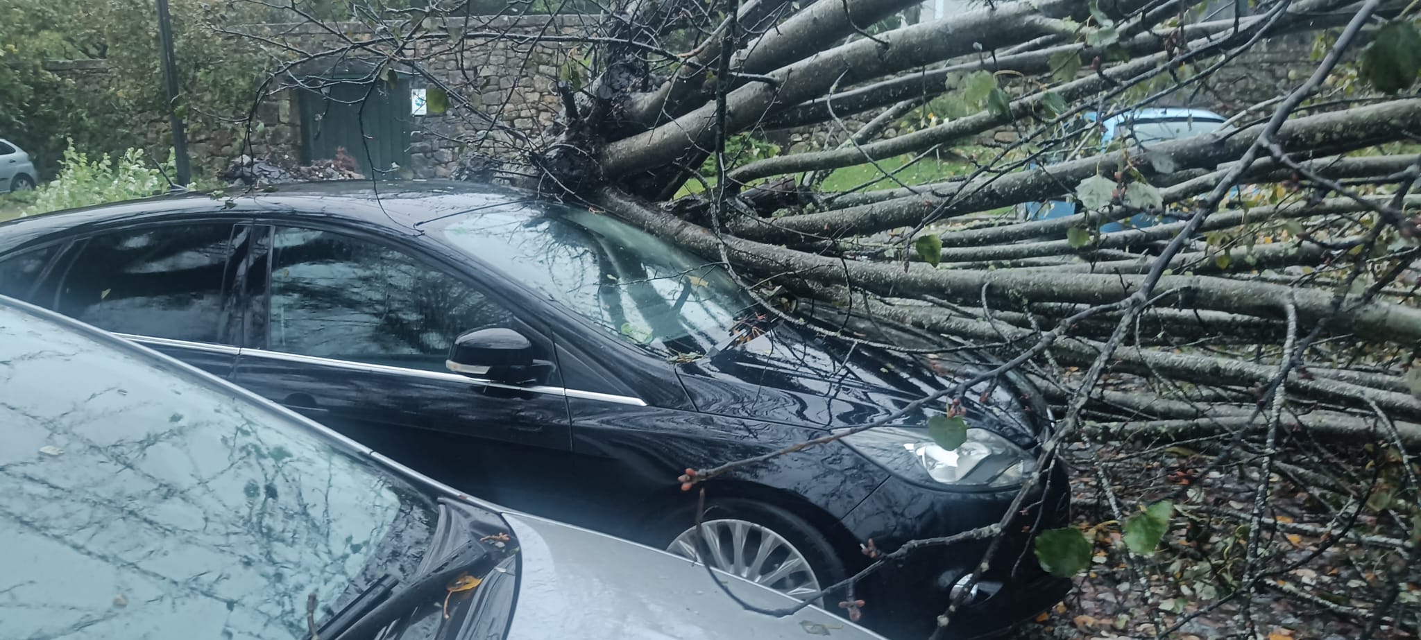 Caída de un árbol sobre un vehículo aparcado en la zona de la Mariña en Tui cerca del río Miño