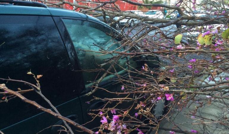 Árbol caído sobre un coche