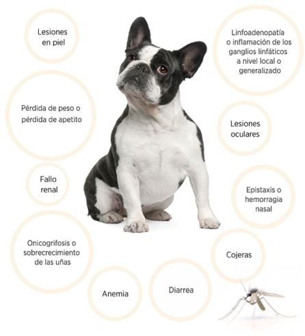 Síntomas de la Leishmaniasis canina