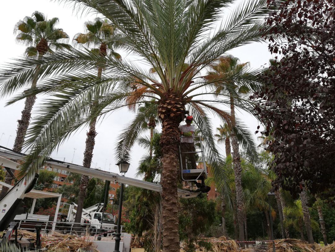 Jardinero podando una palmera en València