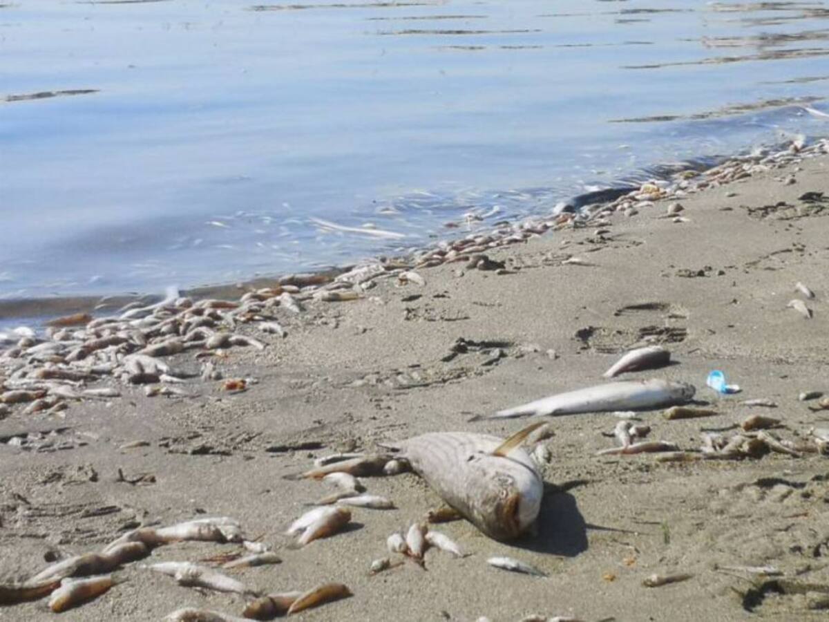 Tan solo una persona controla las balsas de purines en todo el Mar Menor, según denuncian cuatro sindicatos
