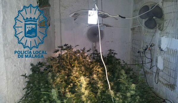 Plantación de marihuana