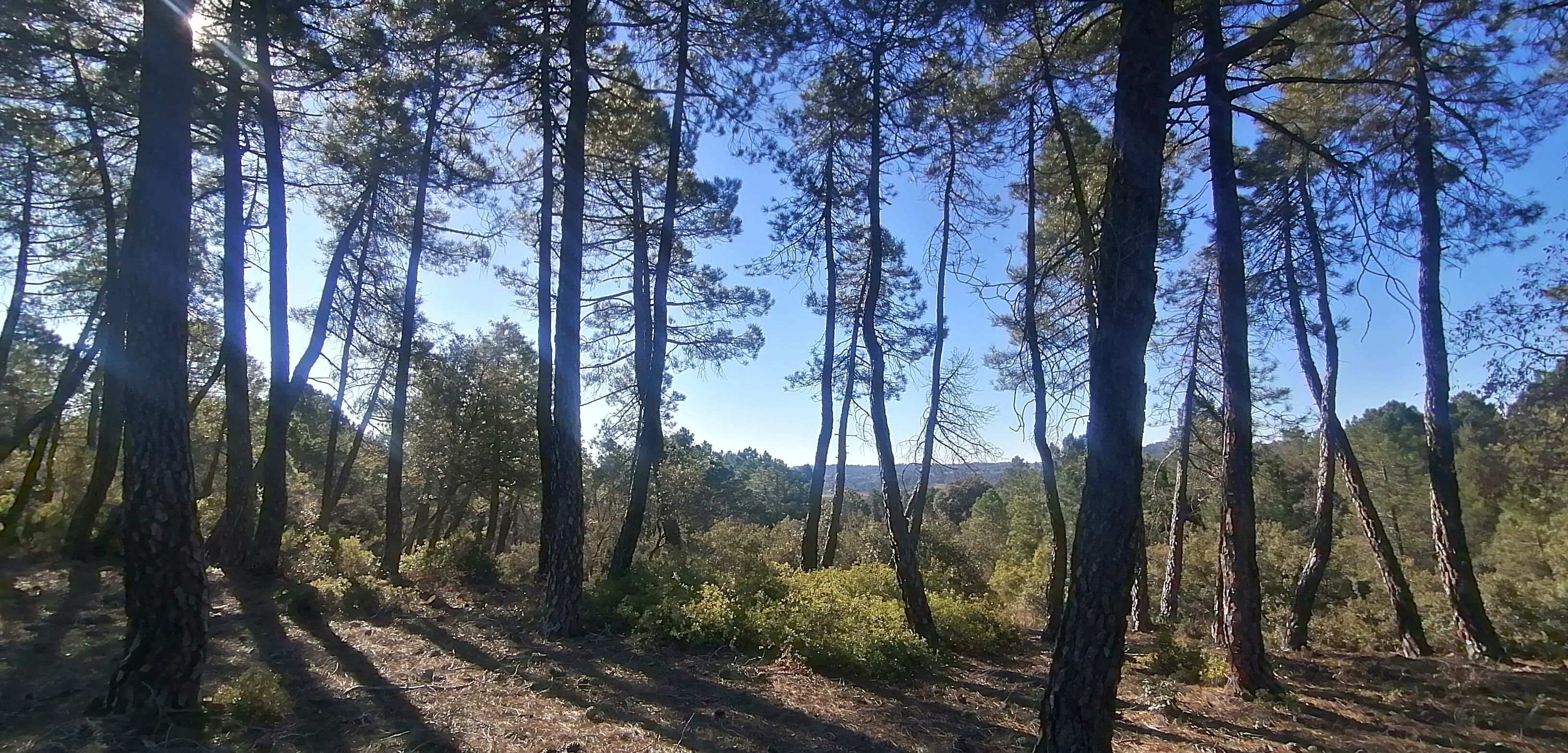 Pinares en el recorrido de la ruta.