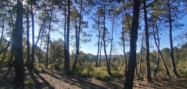 Pinares en el recorrido de la ruta.