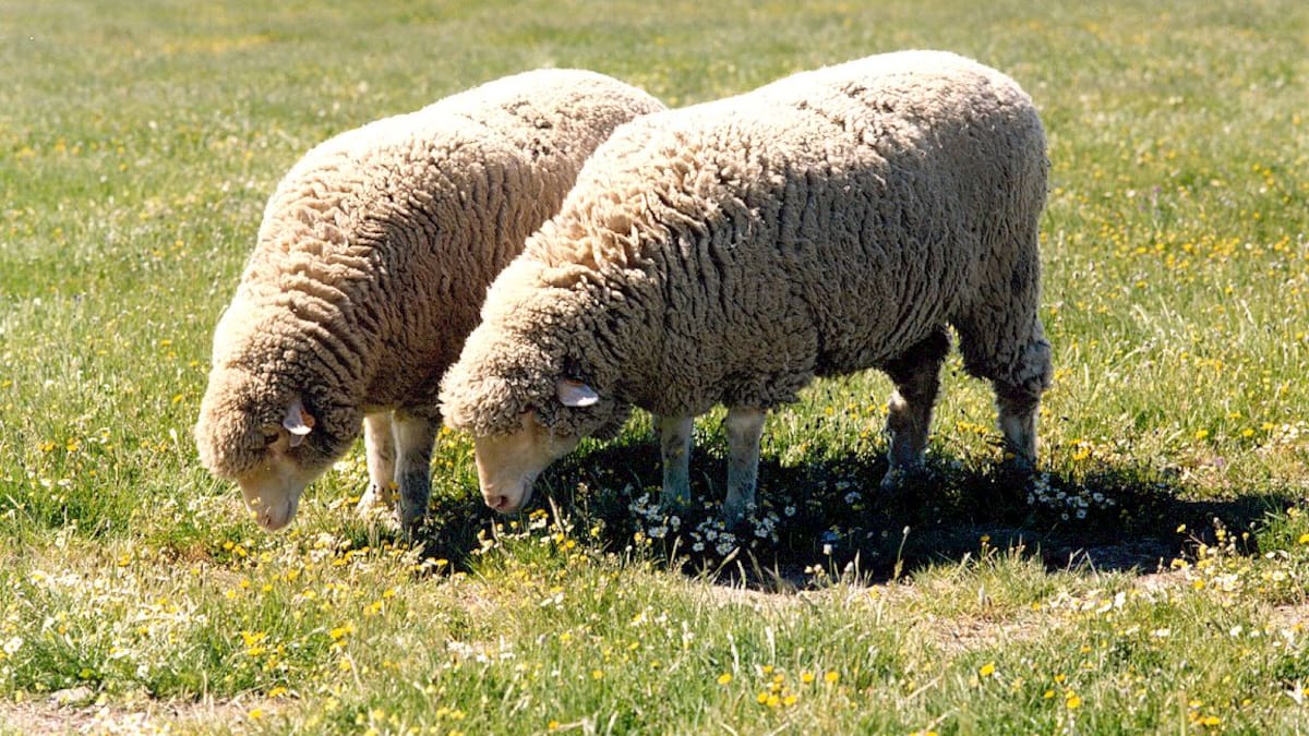 La trashumancia, la Mesta, las merinas y la cultura popular ganadera de Cuenca