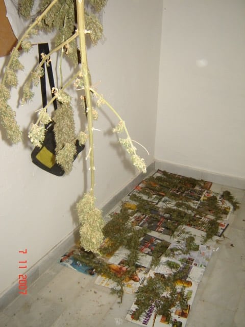 La planta de secado de marihuana encontrada en los sótanos del Ayuntamiento de El Coronil