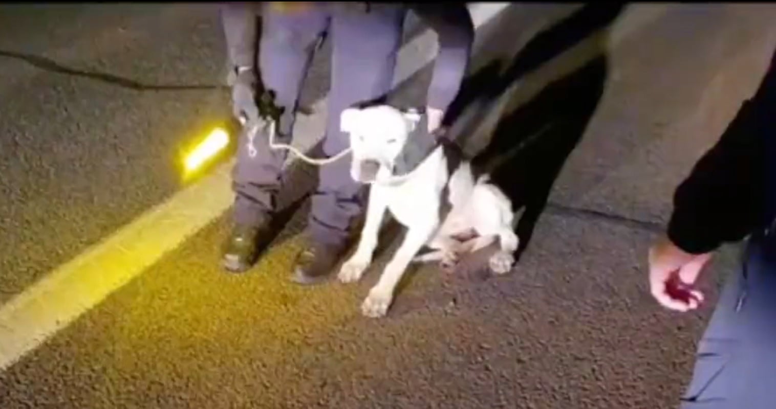 Los agentes tuvieron que cargar en brazos al perro para introducirlo en el coche patrulla, debido a las heridas que presentaba