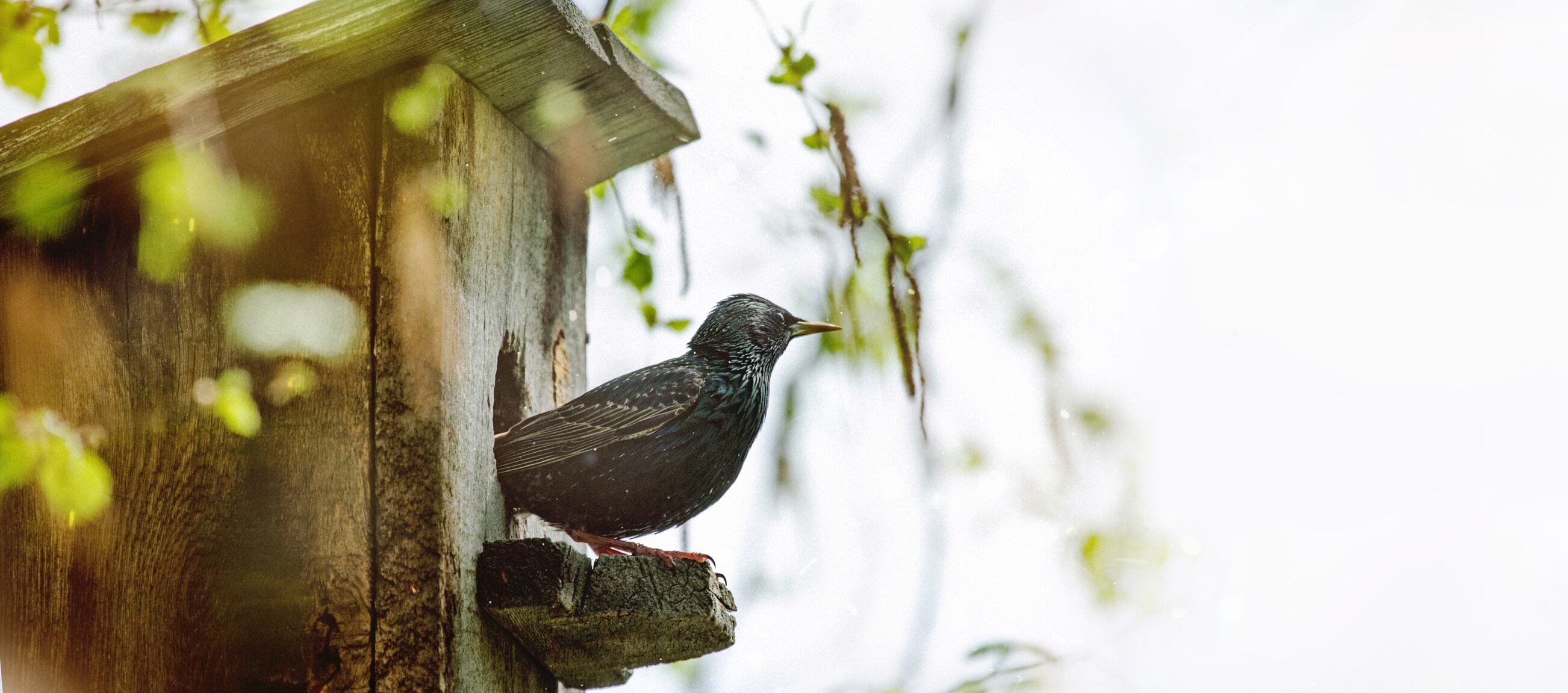 Las aves migratorias vuelven a la comarca