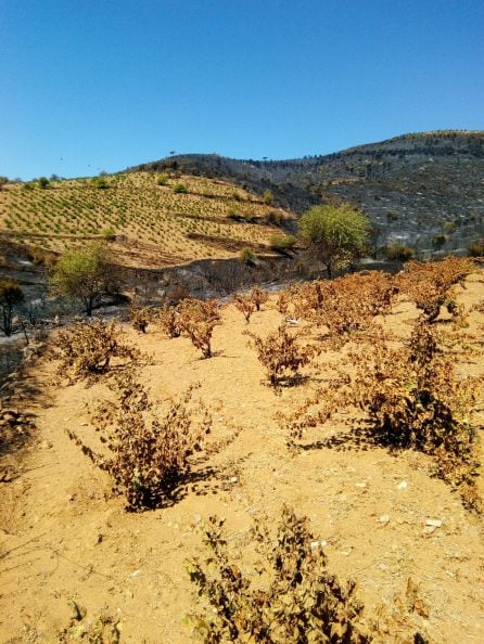 Viñedos afectados por el fuego