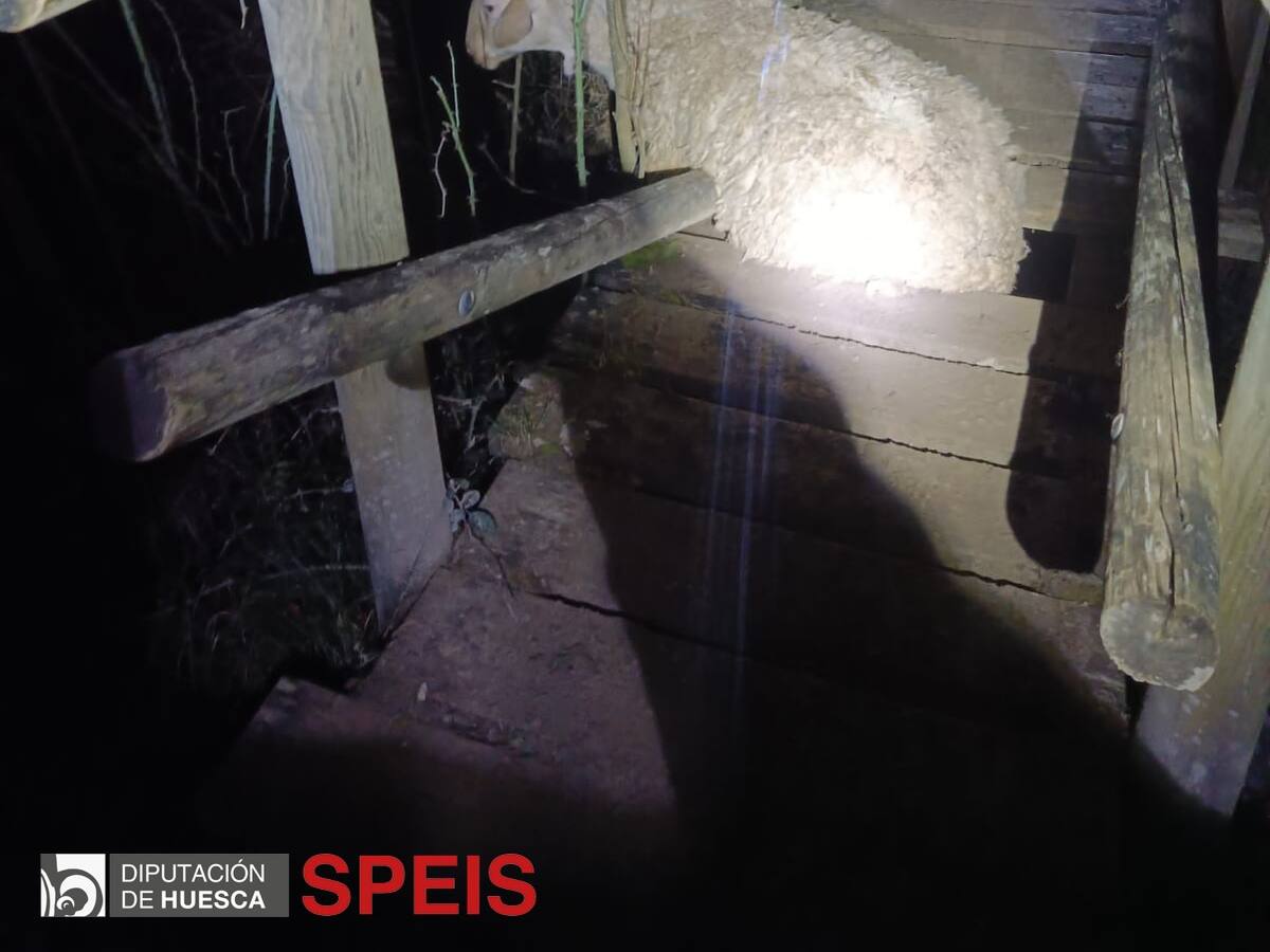 Rescatan a una oveja atrapada en un puente de Jaca