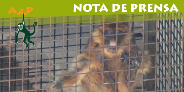 Rescate monos de Berbería