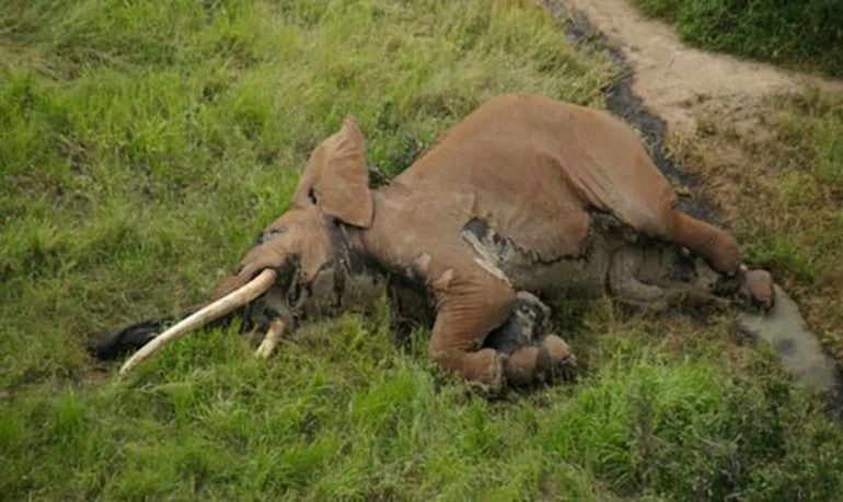 Así encontraron los guardabosques el cuerpo de Satao 2 en el parque Tsavo de Kenia.