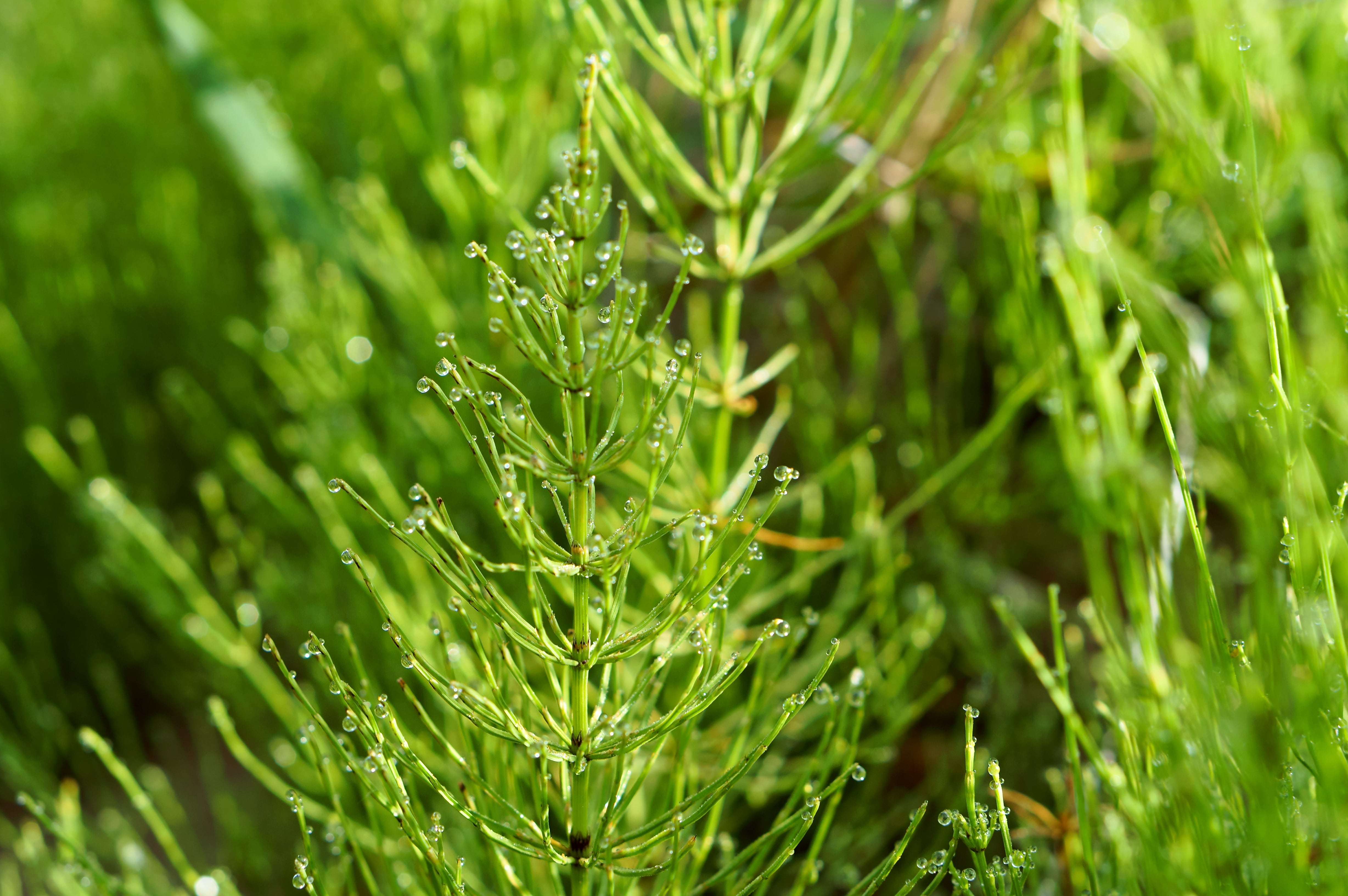 Horsetail