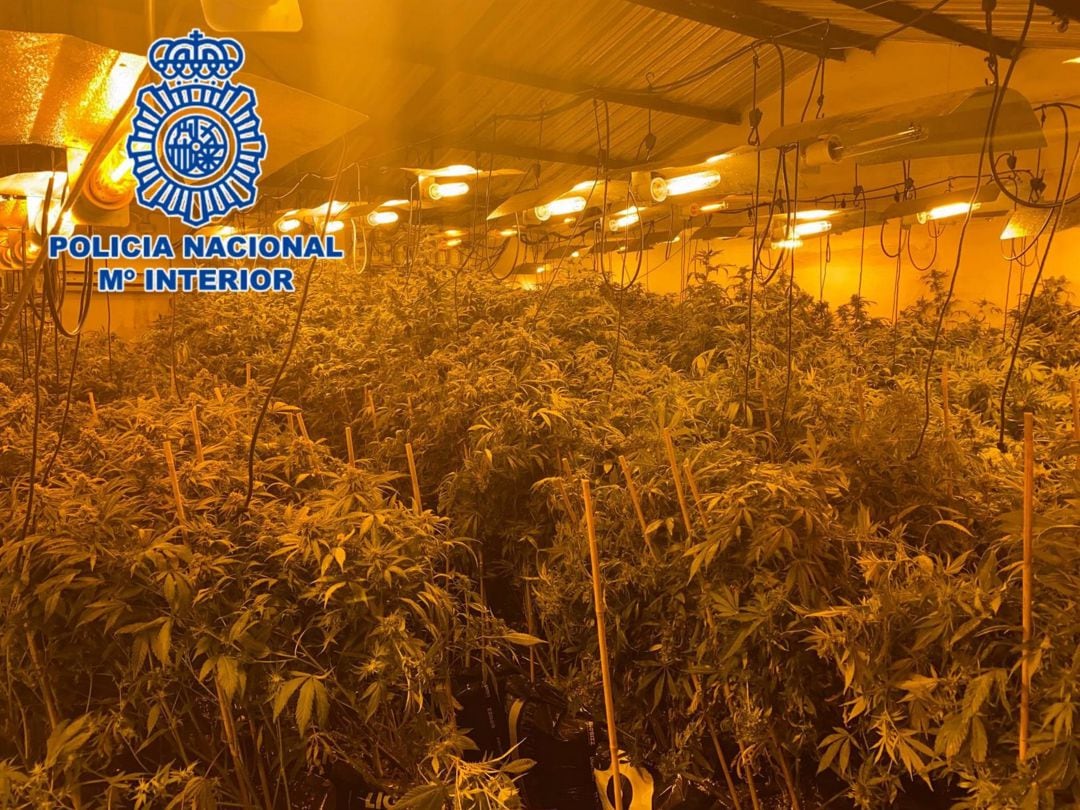 Plantación de marihuana indoor en Villarubia