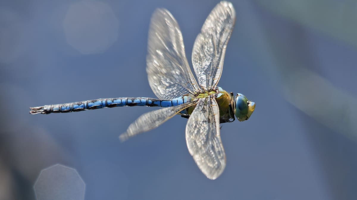 Entrevista con Joaquín Baixeras, Profesor de Biología de la Universidad de Valencia