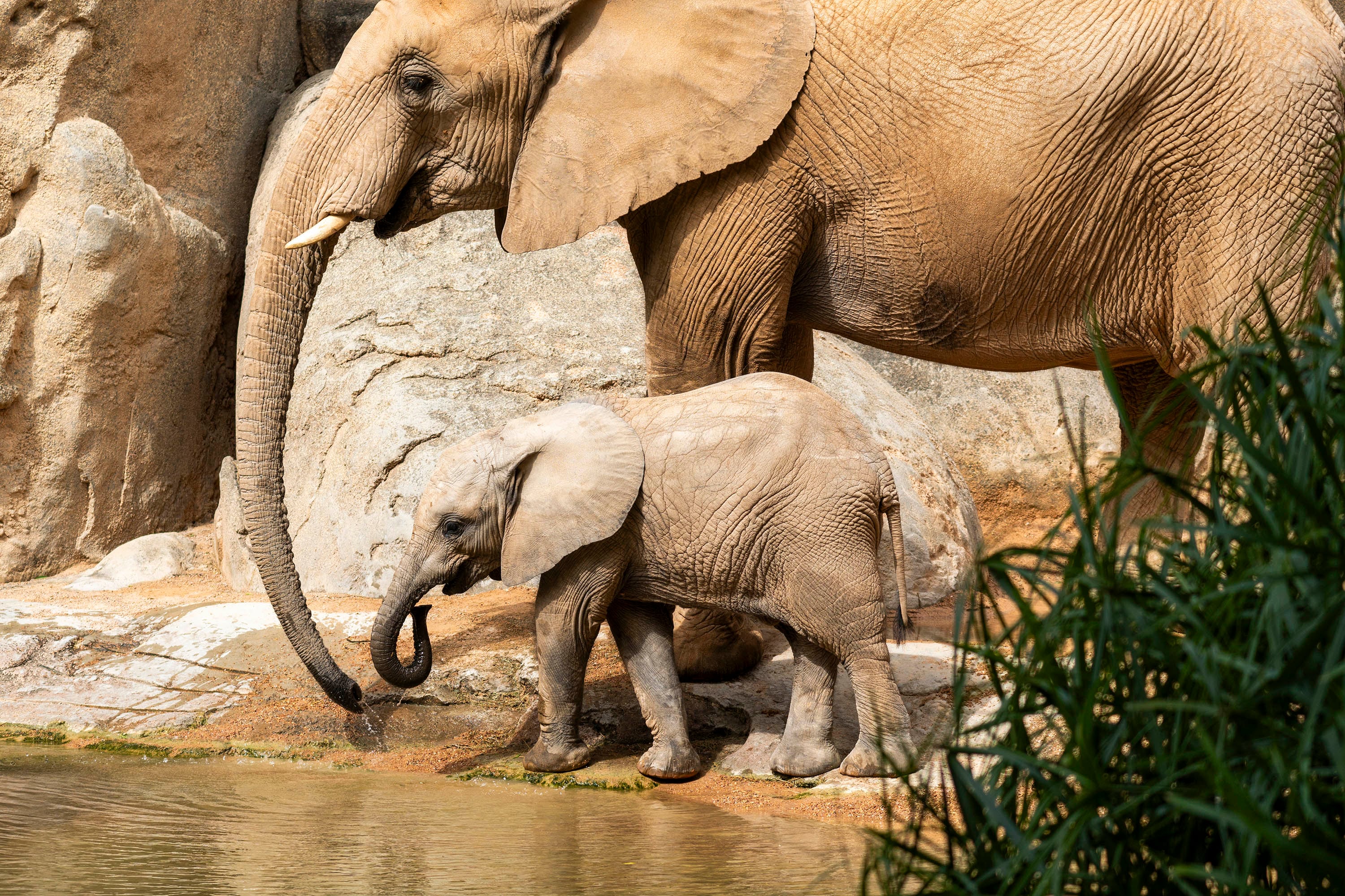 Makena, la primera cría de elefante africano nacida en BIOPARC València, cumple 10 meses