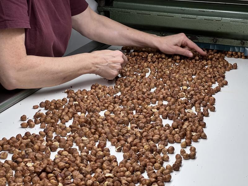 Clasificación de las avellanas en la cooperativa l’Avellanera de la Selva del Camp
