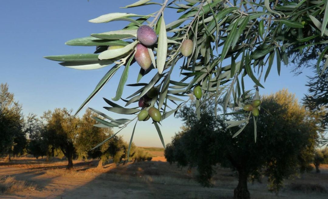 La maduración de la aceituna se ha adelantado este otoño.