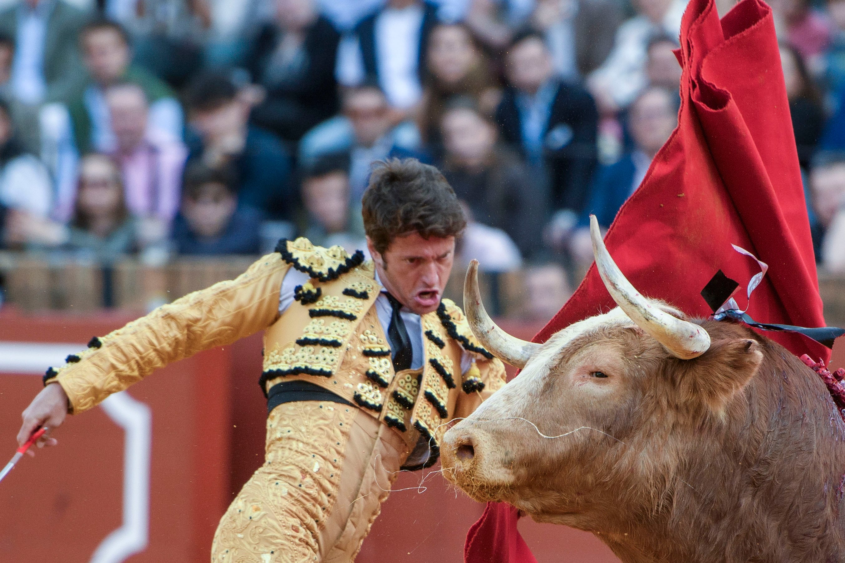 SEVILLA, 11/04/2026.- El diestro Lama de Góngora en su primer toro de la tarde, este sábado durante la segunda corrida de abono de la Plaza de la Maestranza de Sevilla en el que se lidian toros de la ganadería de Alcurrucén. EFE/ Raúl Caro.
