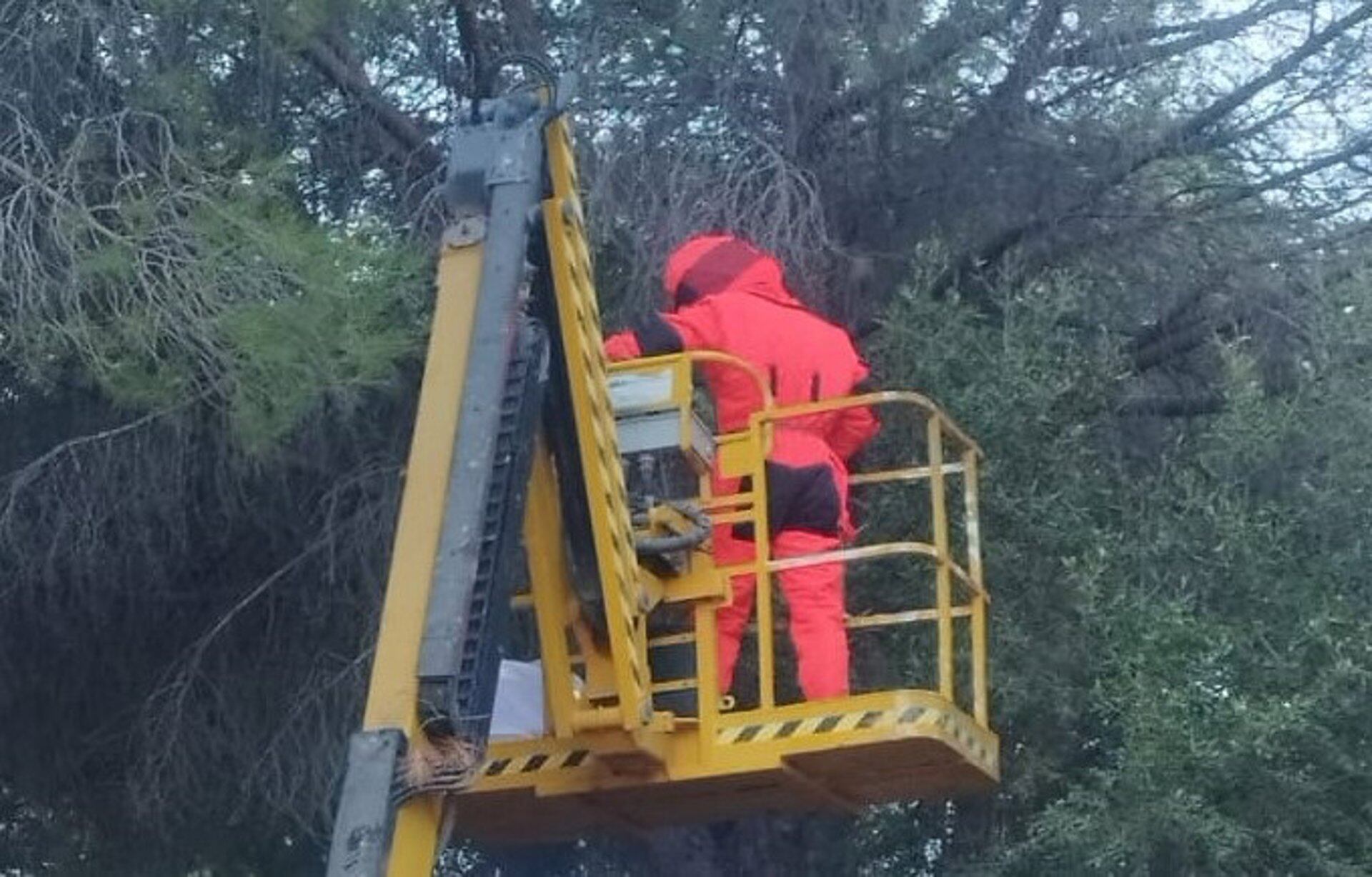 Una empressa especializada, efectivos del Consorcio Provincial de Bomberos y las áreas de Medio Ambiente y Servicios Operativos del Ayuntamiento han participado en el dispositivo para retirar el avispero que será analizado en la Universidad de Valencia