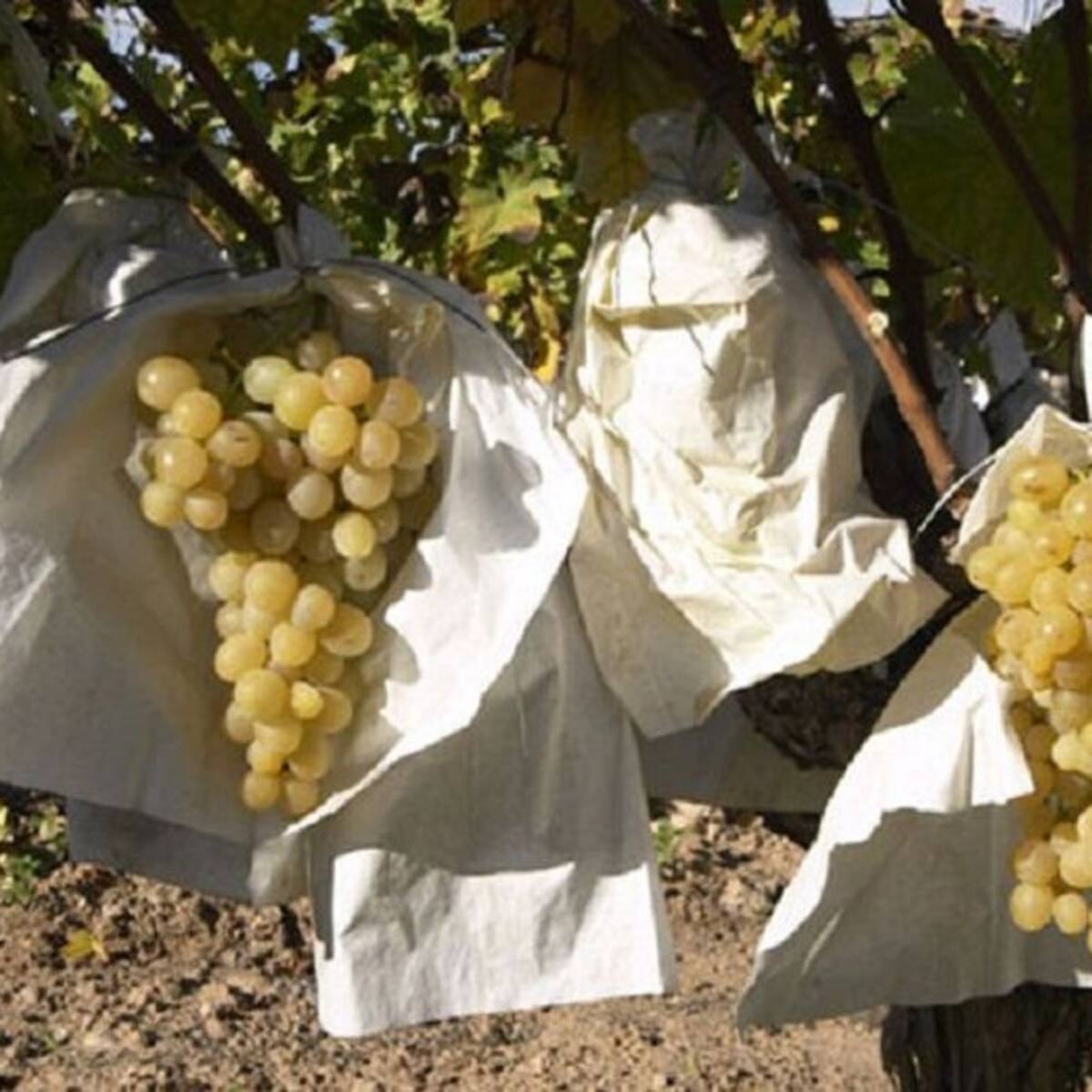 José Bernabeu: "El exceso de calor no es bueno para la recogida de uva"