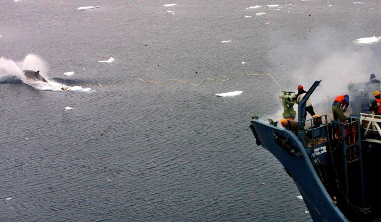 Fotografía de archivo que muestra un ballenero japonés que utiliza un arpón para cazar una ballena en el Océano Antártico.