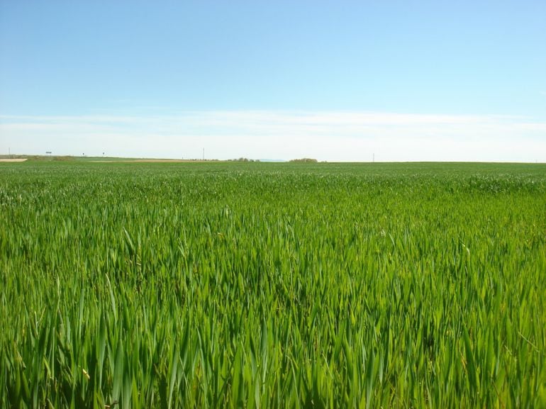 La UCCL recuerda que los efectos de la sequía se siguen sufriendo en el campo segoviano a pesar de las nevadas de enero