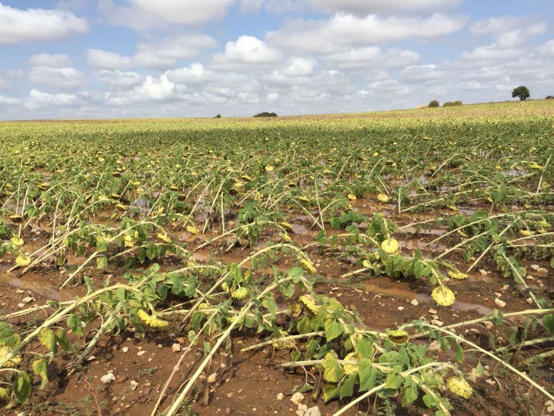 Campo de girasoles completamente doblados cerca de Fuentelencina.