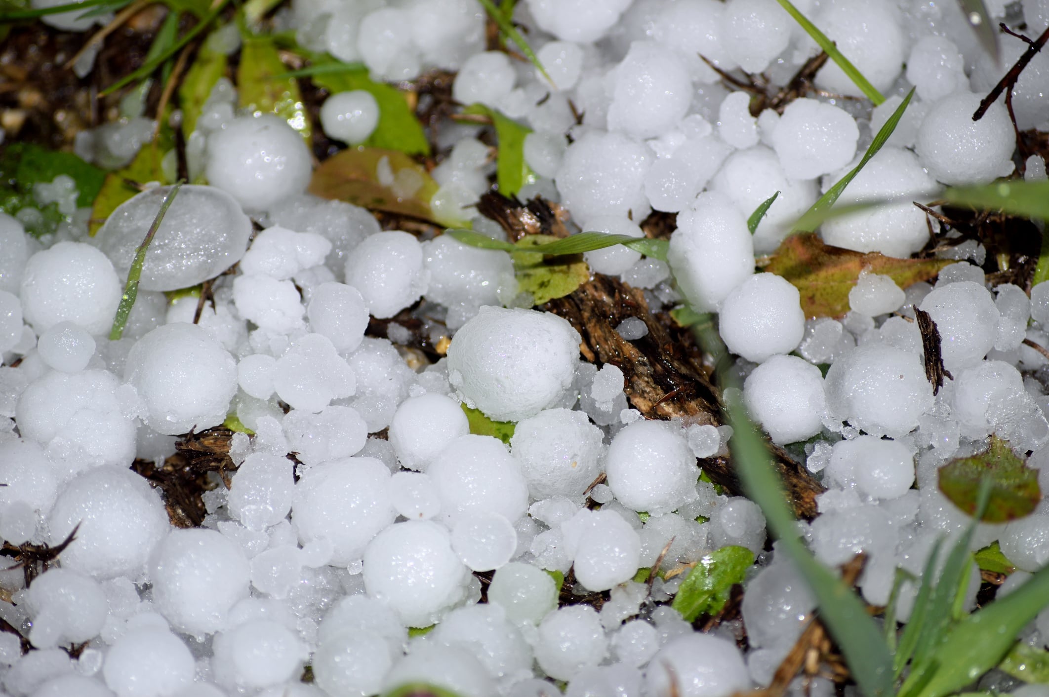 Granizo grande caído en el campo durante una tormenta.