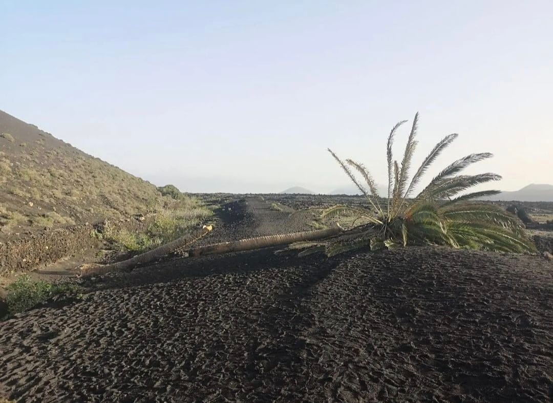 La icónica palmera de Masdache aparece cortada.