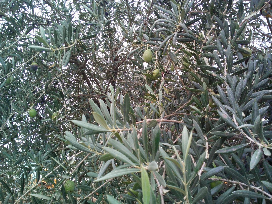 Olivos a punto de recolectar las aceitunas