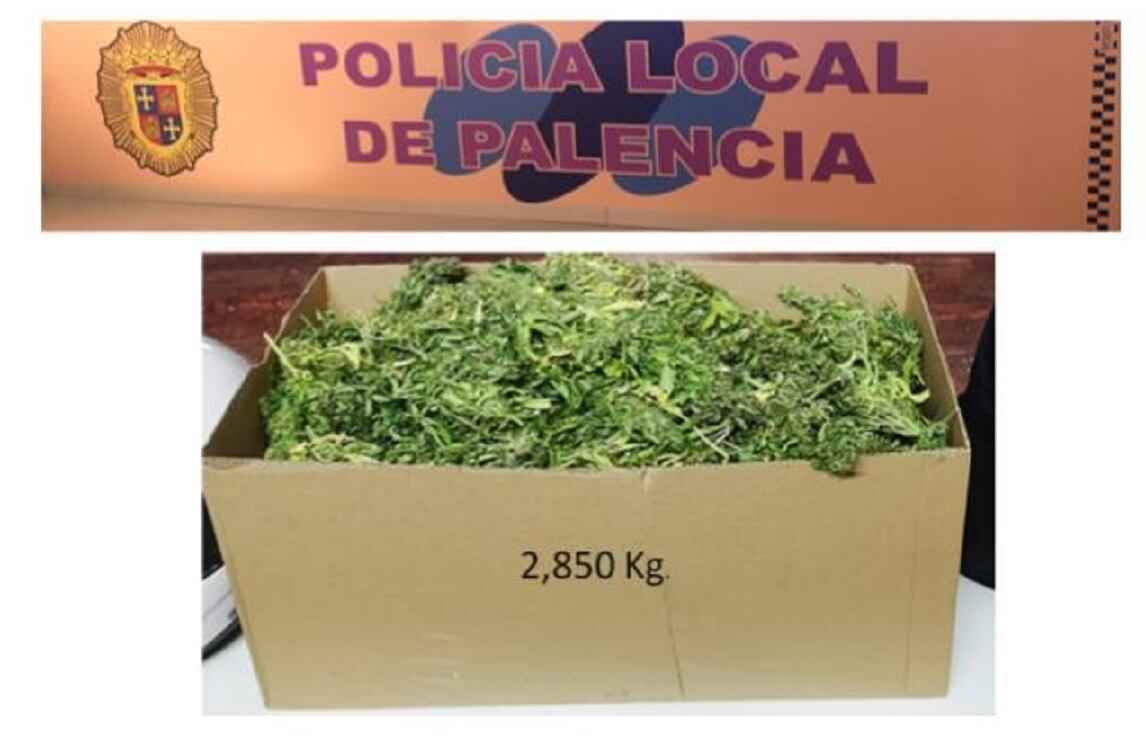 Marihuana incautada