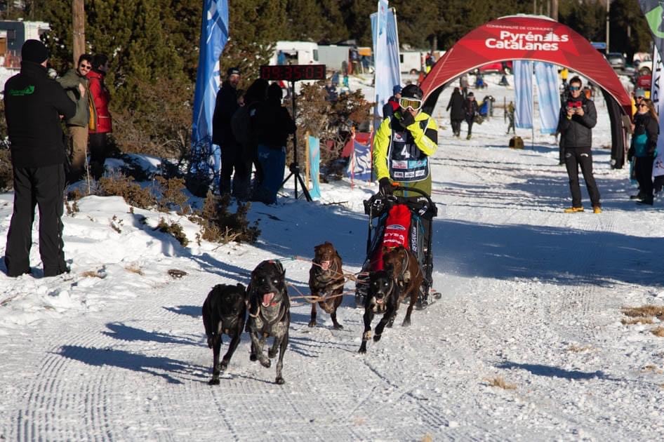 El musher olvegueño Javier Ruiz Orte, en plena competición.