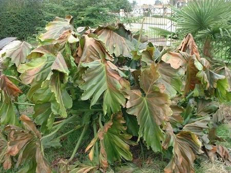 Plantas afectadas por las heladas negras