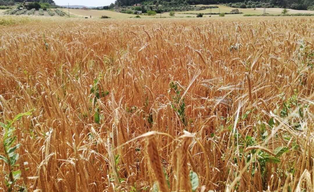 Campos de cultivo