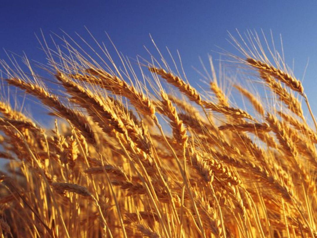 Espigas de trigo en un campo de cereales