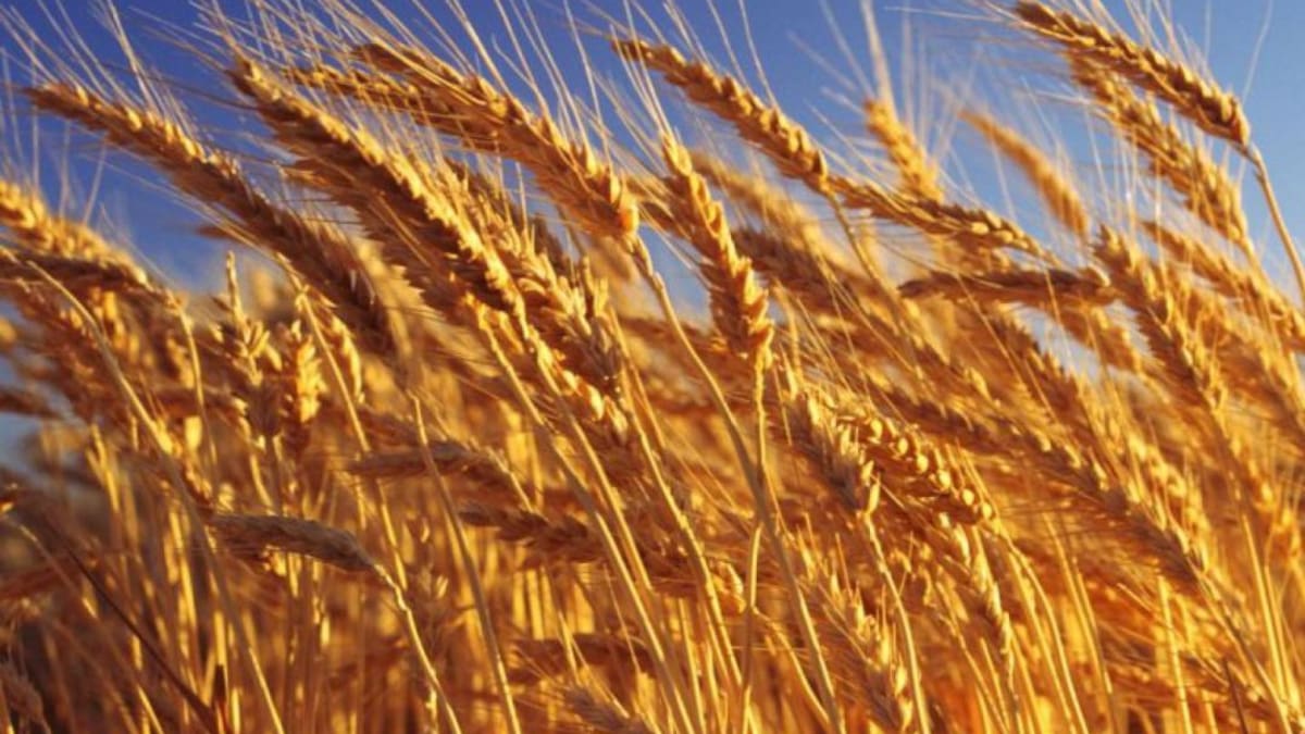 Juan Carlos Rodríguez (DCOOP) habla de las previsiones de la campaña de cereal