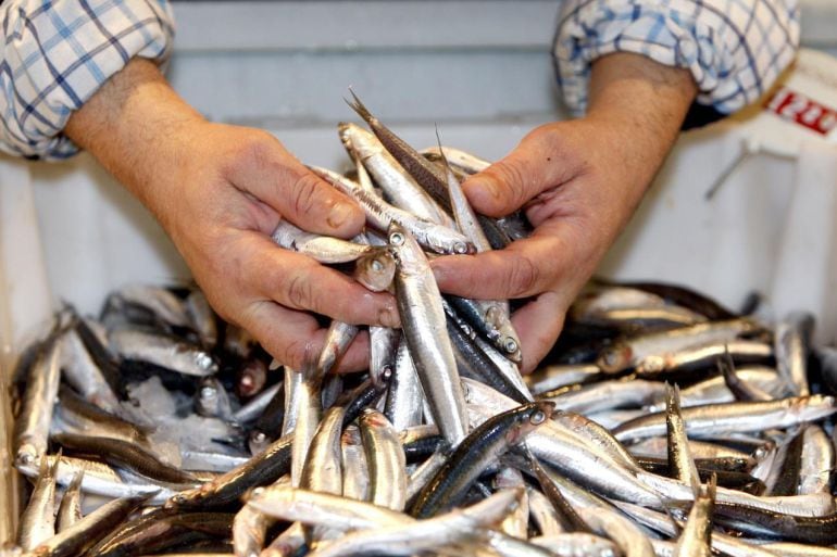 Bocartes pescados en Cantabria