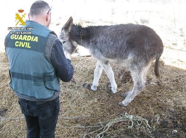 Investigada una persona por un delito de abandono animal en Baltanás