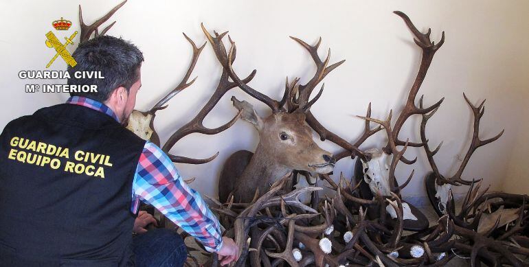 Cuernas intervenidas por la Guardia Civil